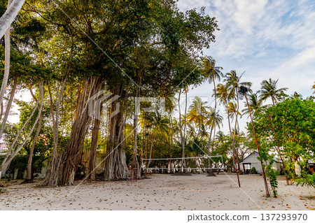 Tropical trees stand tall in golden sunlight 137293970