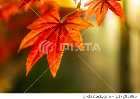 Close-up of autumn red maple leaves in backlight Close-up of autumn red maple leaves in backlight 137293980
