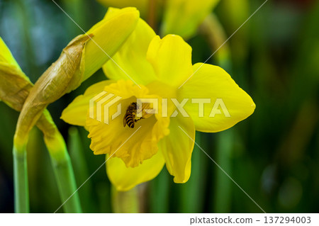 蜜蜂採蜜於盛開的黃水仙花叢 蜜蜂採蜜於盛開的黃水仙花叢 137294003