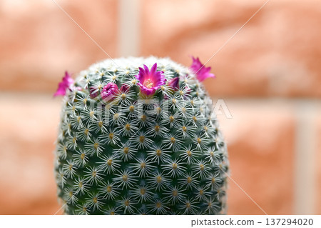 The cactus flower has bloomed The cactus flower has bloomed 137294020