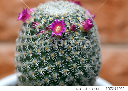 The cactus flower has bloomed 137294021