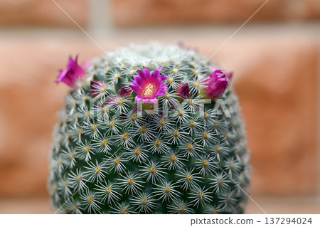 仙人掌花開了。 137294024