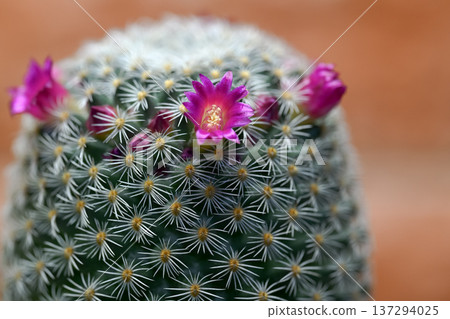 The cactus flower has bloomed 137294025