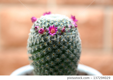 The cactus flower has bloomed The cactus flower has bloomed 137294029