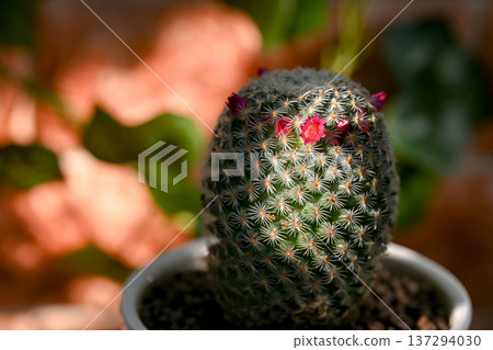 The cactus flower has bloomed The cactus flower has bloomed 137294030