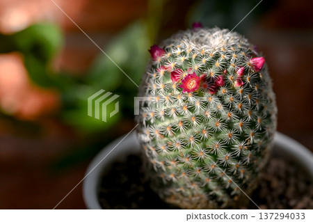 仙人掌花開了。 137294033