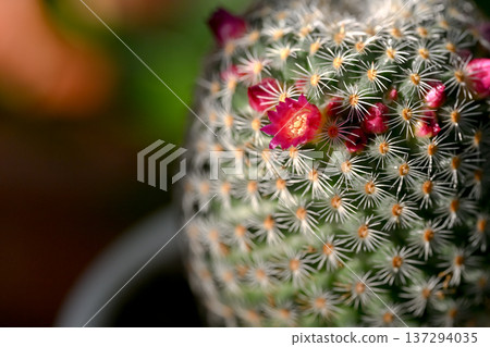 The cactus flower has bloomed 137294035