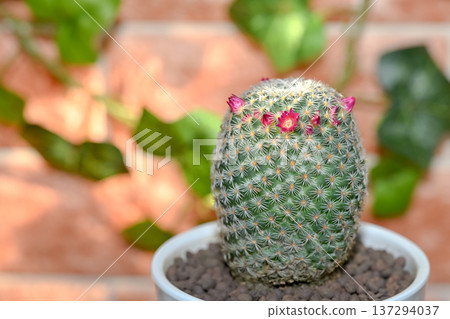 The cactus flower has bloomed The cactus flower has bloomed 137294037