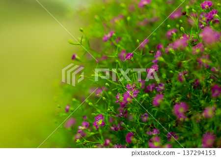 晨曦中綻放的波斯菊花微距攝影 晨曦中綻放的波斯菊花微距攝影 137294153