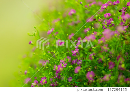 晨曦中綻放的波斯菊花微距攝影 137294155