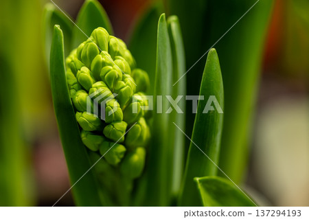 Close-up shot of lily buds Close-up shot of lily buds 137294193