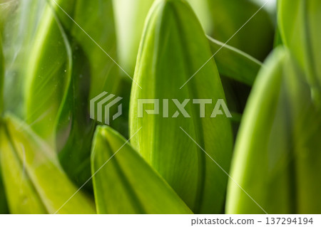 Close-up shot of lily buds Close-up shot of lily buds 137294194