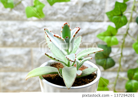 Tsukitoshi 137294201