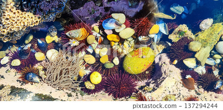 Seabed background featuring sea urchins, seaweed, rocks, and colorful marine life. Concept of natural beauty, marine life banner. Seabed background featuring sea urchins, seaweed, rocks, and colorful marine life. Concept of natural beauty, marine life banner. 137294244