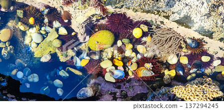 Seabed background featuring sea urchins, seaweed, rocks, and colorful marine life. Concept of natural beauty, marine life banner. Seabed background featuring sea urchins, seaweed, rocks, and colorful marine life. Concept of natural beauty, marine life banner. 137294245