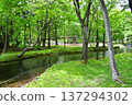 A colony of Primrose along the stream on the shores of Lake Chuzenji in Tochigi Prefecture 137294302
