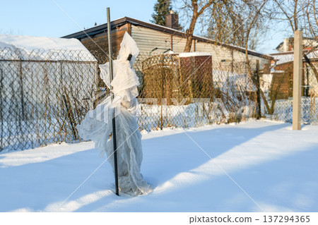 Young Fruit Tree Covered With Protective Fabric To Prevent Frost Damage Young Fruit Tree Covered With Protective Fabric To Prevent Frost Damage 137294365