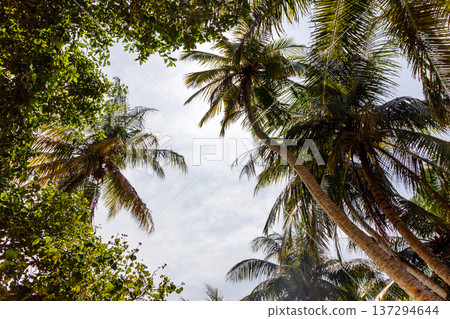 Towering palms reach toward a soft, cloud-dappled sky Towering palms reach toward a soft, cloud-dappled sky 137294644