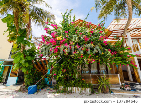 Tropical blooms cascade over a vibrant beachside home Tropical blooms cascade over a vibrant beachside home 137294646