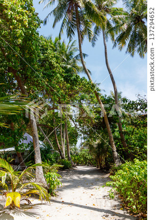 Sun-dappled path winds through lush palm trees Sun-dappled path winds through lush palm trees 137294652