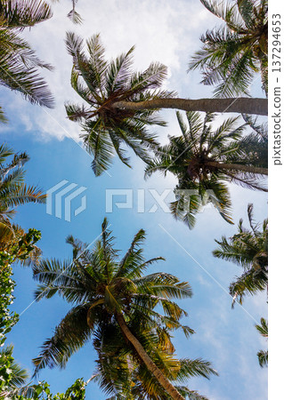 Tall palms stretch toward a bright blue sky Tall palms stretch toward a bright blue sky 137294653