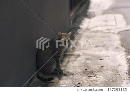 Cat sitting against a wall 137295185