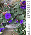 紫花 137295202