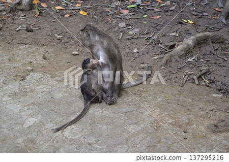 Monkey breastfeeding Monkey breastfeeding 137295216
