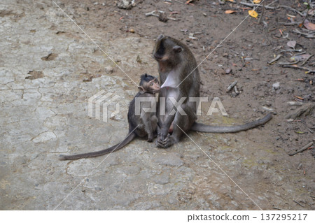 猴子母乳喂養 137295217