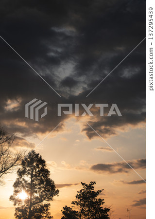 A beautiful dawn scene with the morning sky and silhouettes of trees A beautiful dawn scene with the morning sky and silhouettes of trees 137295439