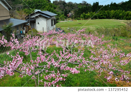 桃花盛開,映襯著寧靜祥和的山村風光。 桃花盛開,映襯著寧靜祥和的山村風光。 137295452
