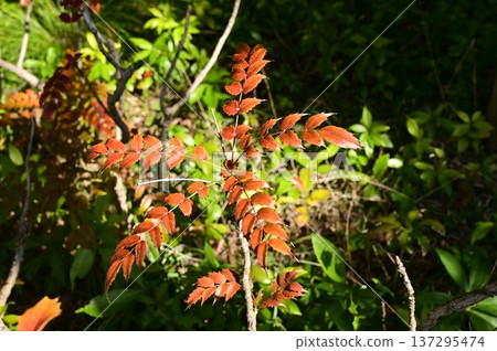 十大功勞（小檜科）的秋葉 137295474