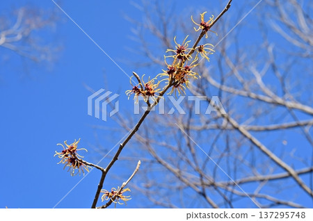 Chinese witch hazel (Hamamelidaceae) Cold-hardy deciduous broadleaf small tree 137295748