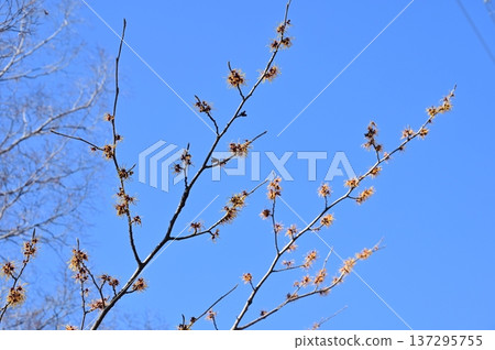 金縷梅（金縷梅科）耐寒落葉闊葉小喬木 137295755