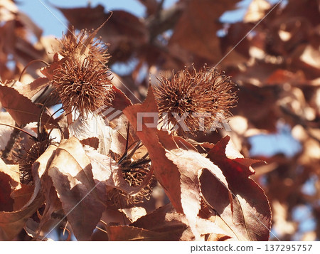 台灣楓樹果實(冬季陽光下的台灣楓樹) 台灣楓樹果實(冬季陽光下的台灣楓樹) 137295757