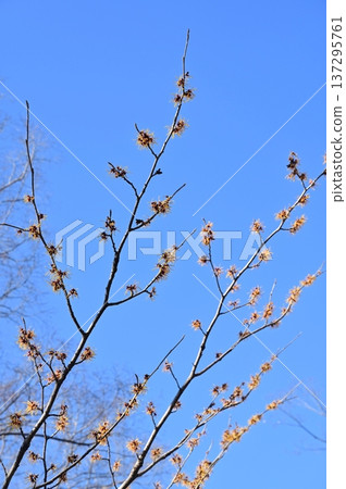 Chinese witch hazel (Hamamelidaceae) Cold-hardy deciduous broadleaf small tree Chinese witch hazel (Hamamelidaceae) Cold-hardy deciduous broadleaf small tree 137295761