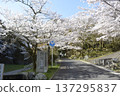 長頭公園的櫻花 137295837
