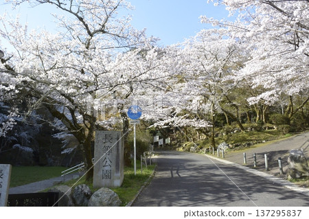 長頭公園的櫻花 長頭公園的櫻花 137295837