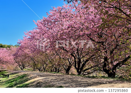Kawazu cherry blossoms in full bloom Kawazu cherry blossoms in full bloom 137295860