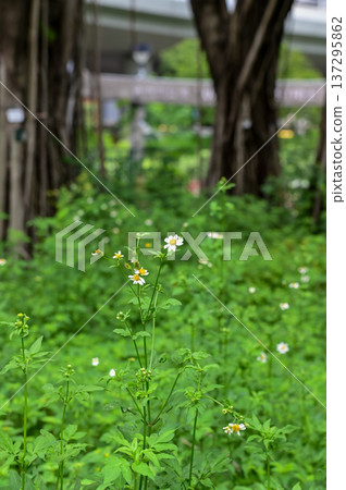 White little daisies in public park with nature light. Wild little white daisies flowers in garden. Flower and plant. White little daisies in public park with nature light. Wild little white daisies flowers in garden. Flower and plant. 137295862