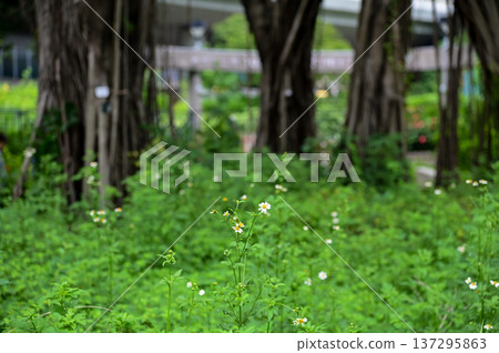 White little daisies in public park with nature light. Wild little white daisies flowers in garden. Flower and plant. White little daisies in public park with nature light. Wild little white daisies flowers in garden. Flower and plant. 137295863