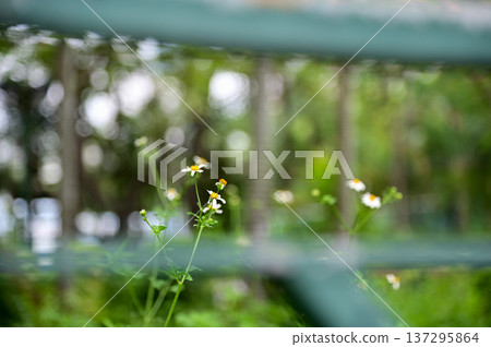 White little daisies in public park with nature light. Wild little white daisies flowers in garden. Flower and plant. White little daisies in public park with nature light. Wild little white daisies flowers in garden. Flower and plant. 137295864