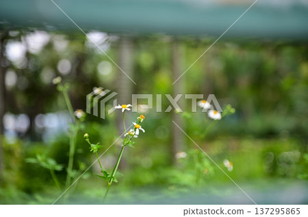 White little daisies in public park with nature light. Wild little white daisies flowers in garden. Flower and plant. White little daisies in public park with nature light. Wild little white daisies flowers in garden. Flower and plant. 137295865