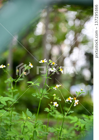 White little daisies in public park with nature light. Wild little white daisies flowers in garden. Flower and plant. 137295866