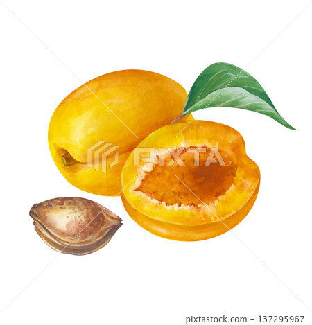 Watercolor composition with a whole apricot, a half, a stone and a green leaf. Botanical illustration with ripe fruits on an isolated background. For the design of jams, juices, baby food. 137295967