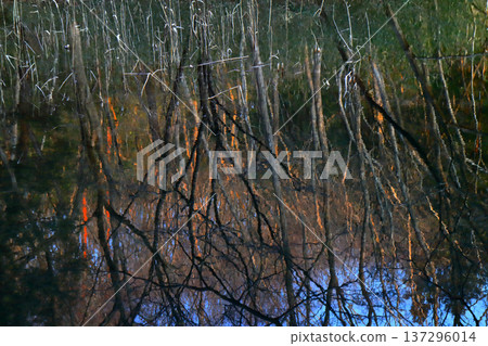 浪漫的茨城(冬日的樹木在夕陽的映照下染成一片色彩,在湖面後方營造出一幅如油畫般美麗的景象。)笠間市,白鳥湖 浪漫的茨城(冬日的樹木在夕陽的映照下染成一片色彩,在湖面後方營造出一幅如油畫般美麗的景象。)笠間市,白鳥湖 137296014