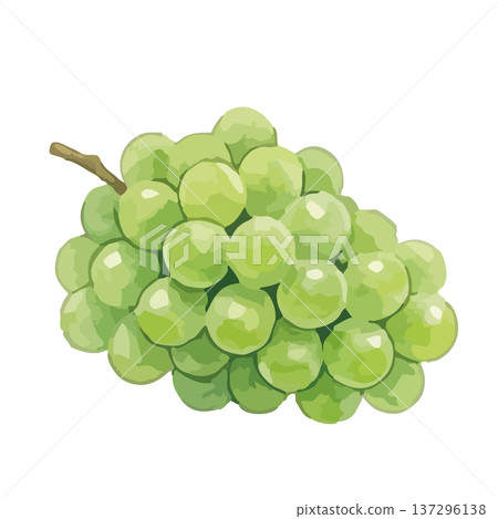 Watercolor style Shine Muscat illustration 137296138