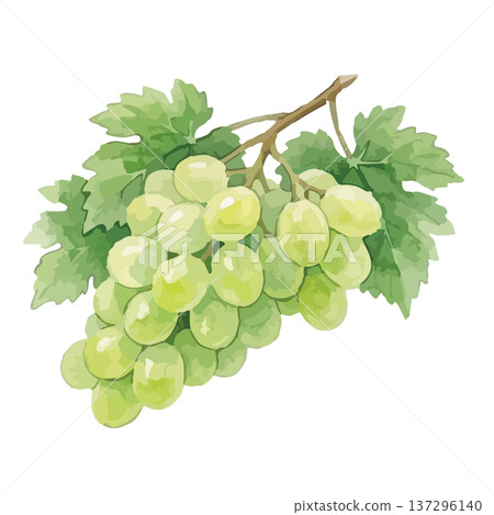 水彩風格的馬斯喀特閃耀插畫 137296140