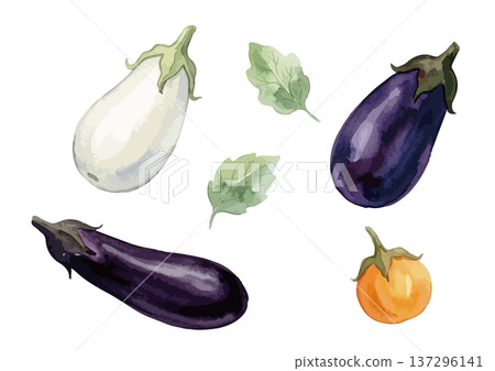 一套不同品種茄子的水彩插圖 137296141