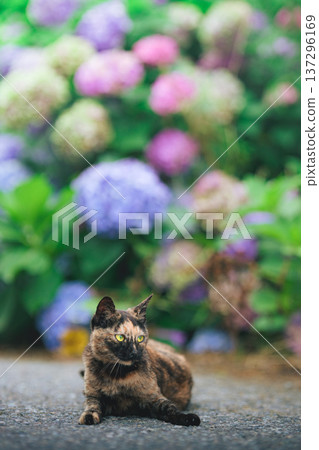 Rusty cat standing with hydrangea 137296169